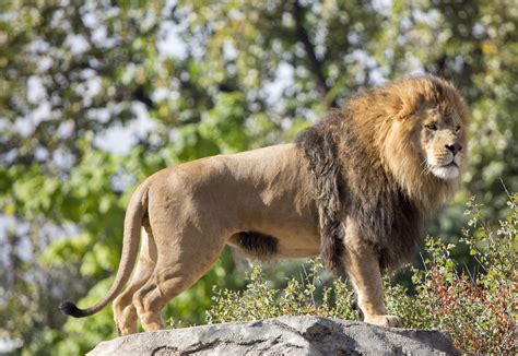 Denver Zoo Mourns Loss Of 3 Year Old Lion