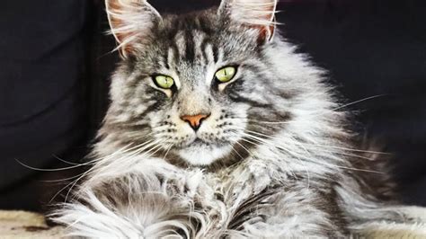 Where to find maine coon kittens for adoption. BIG MAINE COON CAT BLACK SILVER Hélios from French Riviera ...