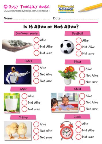 Is It Alive Or Not Alive Teaching Resources