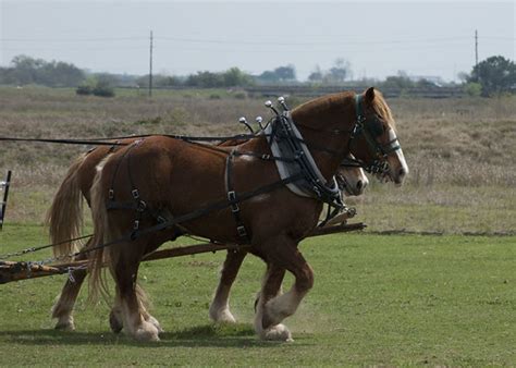 Belgian Horses Pulling A Wagon Saveena Aka Lhdugger Flickr