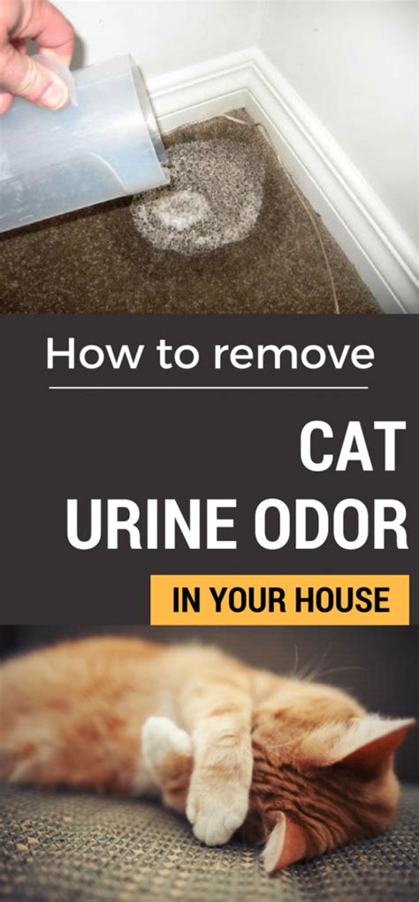 Learn How To Remove Cat Urine Odor In Your House Cat Urine Remover