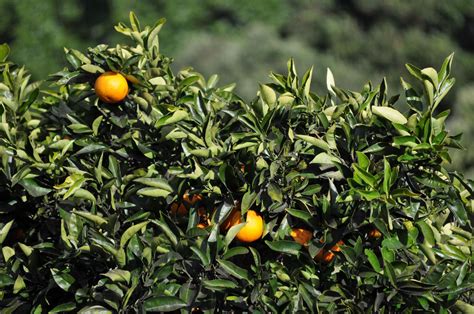 Beneficios De La Naranja