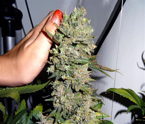 10 Tips And Tricks For Growing Weed Indoors Grow Weed Easy