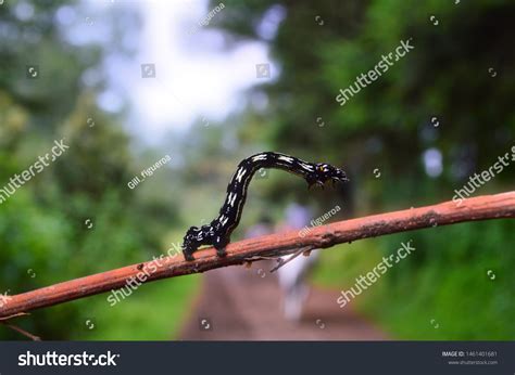 Little Black Worm Forest Stock Photo 1461401681 Shutterstock