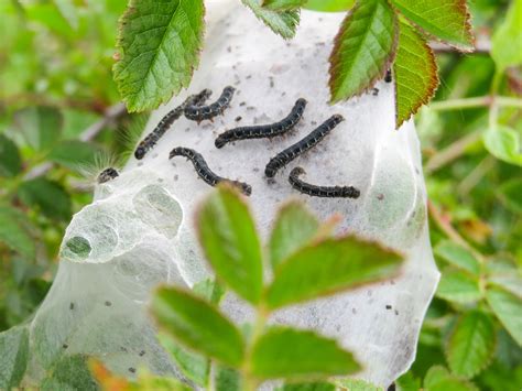 Small Eggar Caterpillars Dorset Butterflies