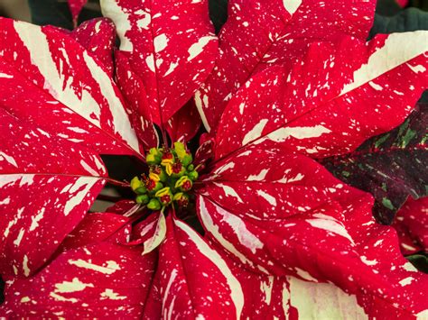 What To Do With Poinsettias After Christmas Monthly Care