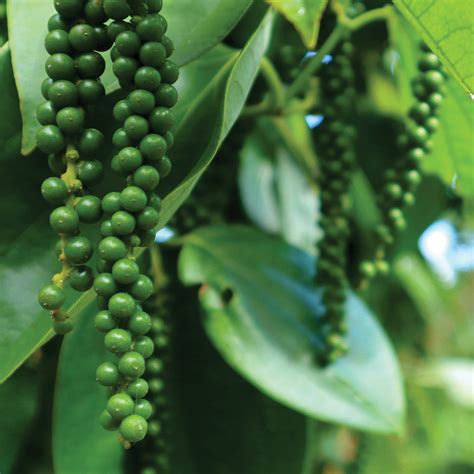 Black Pepper Vine Territorial Seed
