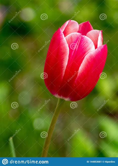 Colourful Single Tulip Flower Bloom In The Spring Garden Stock Image