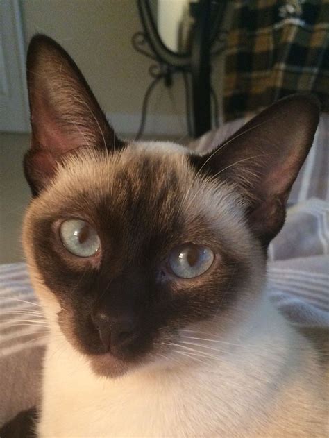 Pin by Lori Sexton on Chocolate Point & Seal Point Siamese ...