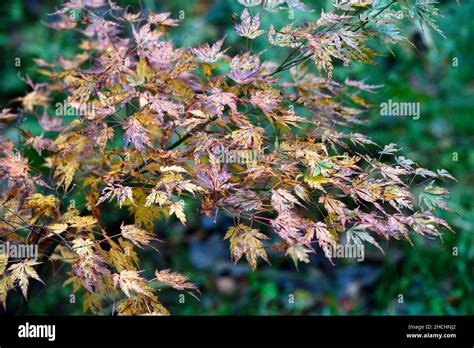 Acer Palmatum Wou Nishiki Hi Res Stock Photography And Images Alamy