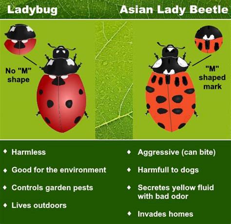 types of ladybugs including asian lady beetle vs ladybug