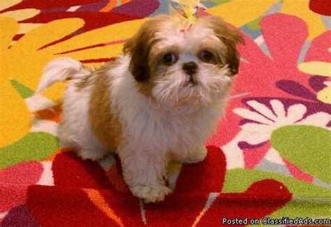 Lovely temperament and would keep him but having to sell as i'm moving house and cannot take him with me. How Much Do Shih Tzu Puppies Cost Without Papers ...