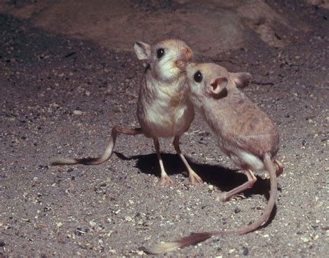 Jerboa Long Eared Jerboa Desert Animals Cute Animals