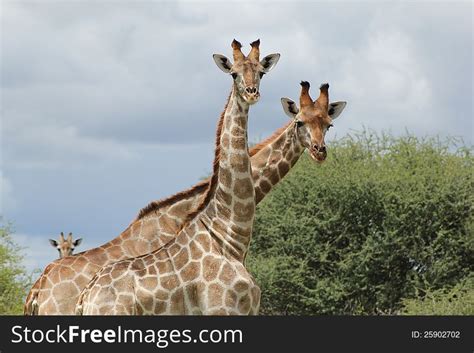 1 Giraffes Who You Free Stock Photos Stockfreeimages