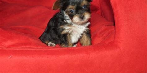 Maybe you would like to learn more about one of these? Yorki Poo Puppy for Sale - Adoption, Rescue for Sale in Ravenna, Michigan Classified ...