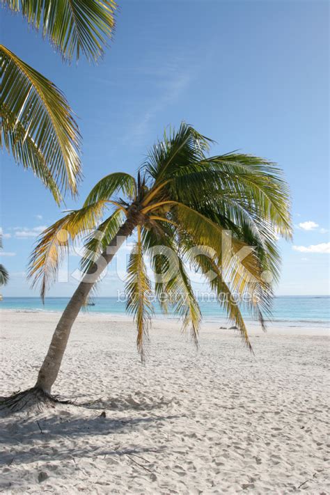 Palm Tree On Caribbean Beach Stock Photo Royalty Free Freeimages