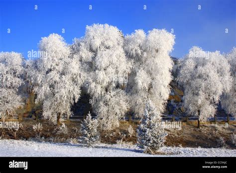 Ice Rimmed Trees Jilin Jilin China Stock Photo Alamy