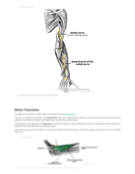 Solution The Radial Nerve Course Motor Sensory Teachmeanatomy Studypool