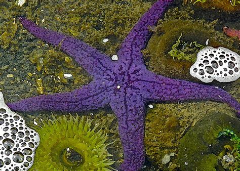 Purple Sea Star And Friends Digital Art By Gary Olsen Hasek Fine Art
