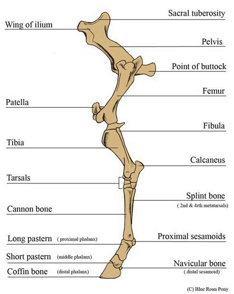 Huesos Del Miembro Posterior Horse Anatomy Large Animal Vet Vet