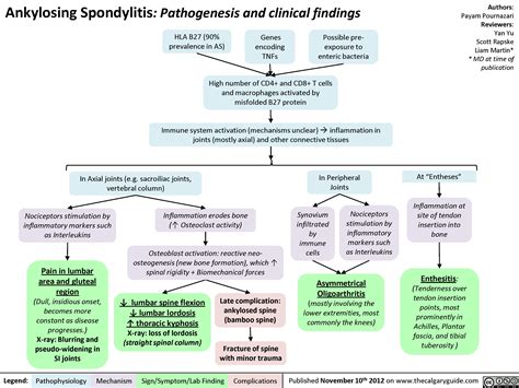 Ankylosing Spondylitis Pathogenesis And Clinical Findings Calgary Guide