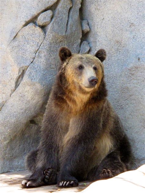 Grizzly Bear San Diego Zoo 7 26 10 2 Apstyle21 Flickr