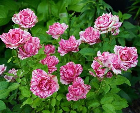 Pink Intuition® Rose Delbard Le Rose Di Regina
