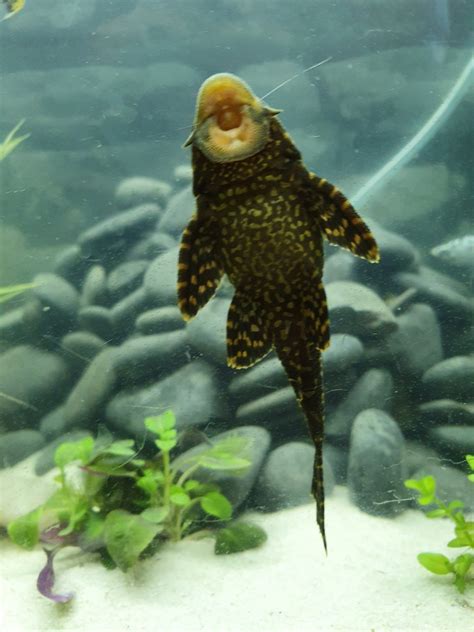 Male Or Female Pleco My Aquarium Club