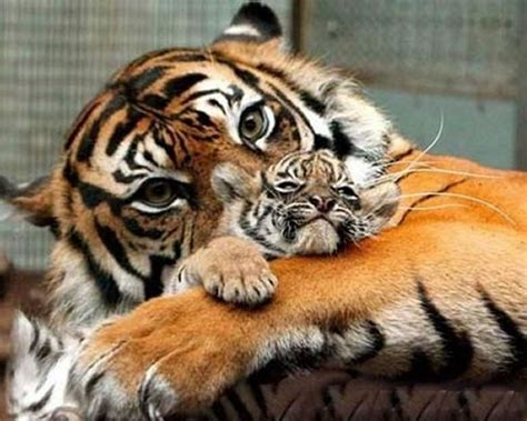 Baby Tiger Like Mother Like Father Omg Sooo Cute Pinterest