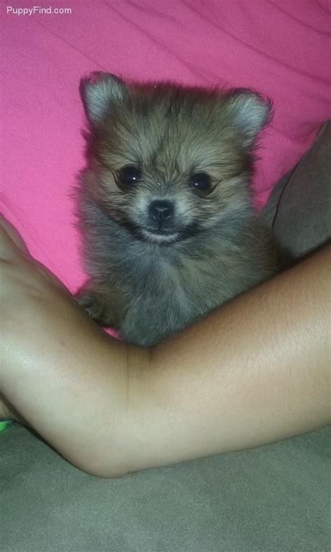 Learn more about our pups. Pomeranian Puppies For Sale | Charlotte, NC #145605