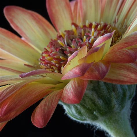 Gambar Alam Mekar Menanam Daun Bunga Bunga Segar Bota
