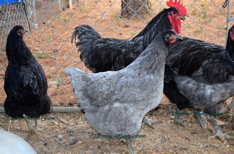 It was created in burlington county, new jersey, in the late 19th century. Soaring Hawks Farm: Jersey Giants~ Blue,Black,Splash
