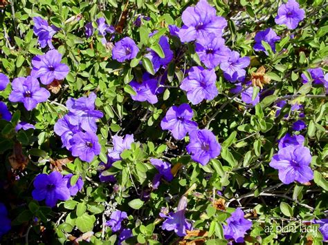 Purple Flowering Beautiful Fuss Free Shrub Ramblings From A Desert