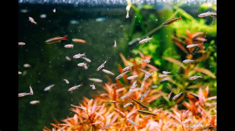 The length of white cloud mountain minnow can reach up to 1.5 (3.81 cm). 2016 01 15 white cloud minnow release into my 120 gallon ...