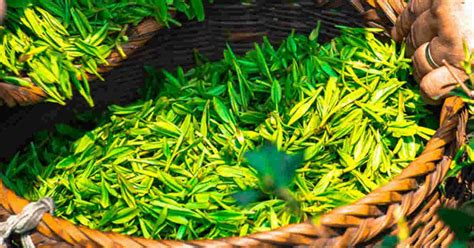 Bedtime teas are a great natural remedy to sleep. Drink Green Tea Before Bed to Reduce Stress and Help You Sleep