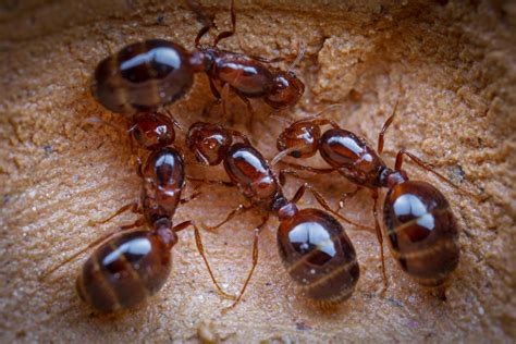 Caught 12 Red Fire Ant Queens On The Citys Ground Zero They Will