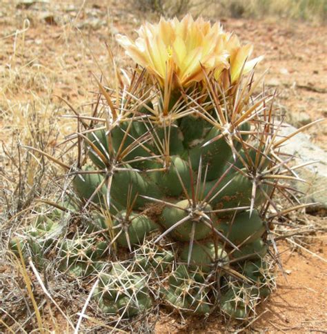 The cactus grows in semidesert grassland and in sonoran desert scrub. Riding New Trails to See Pineapple Cactus - Clock Out ...