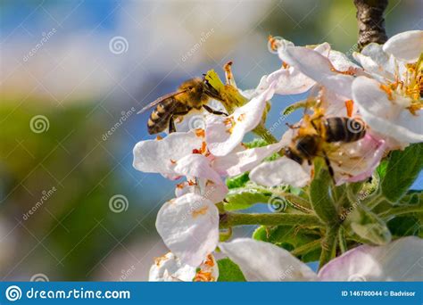 Honey Bee Pollination Process Stock Photo Image Of Eyes Pollinating