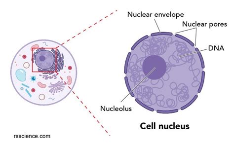 Cell Nucleus Function Structure And Under A Microscope Rs Science