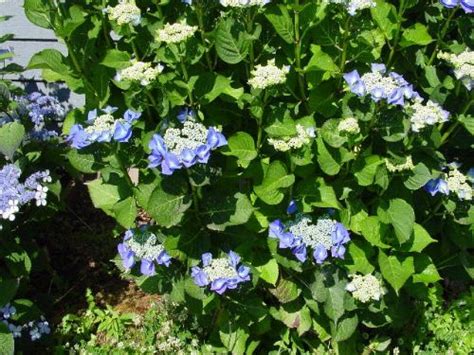 Blaumeise Hydrangea Macrophylla ‘blaumeise Whitman Farms