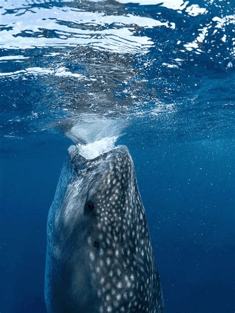Whale Shark And Manta Ray  Roundup Deep Sea News