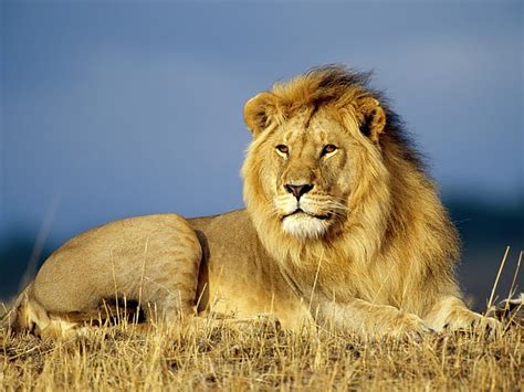 Hd Wallpaper Africa Animal African Lion Animals Cats Hd Art Wild
