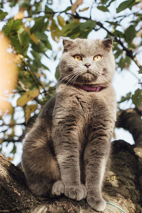 Grey Blue Scottish Fold Cat On A Tree Stock Photo Image Of Adorable