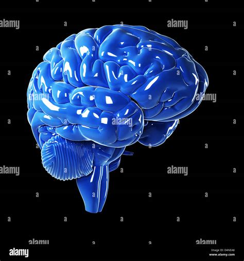Glossy Blue Brain Stock Photo Alamy