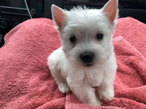 This Is Sparky 7 Weeks Old And His First Day Home Westie Dogs