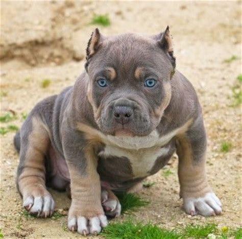 .tri puppies need good homes moving back out of state soon not for fighting (responsible owner start 2021 off rite add new addition to the family i have 4 week going on 5 week old beautiful tri. BLUE LEGACY PITS : Bully blue pitbull puppies for sale - Tri Color Pitbulls for sale - XXL ...