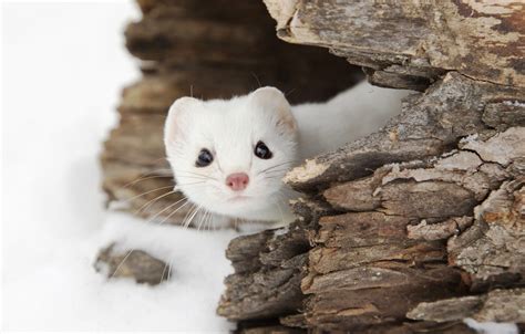 Free Download Wallpaper Winter Animals Snow Nature Widescreen Ermine