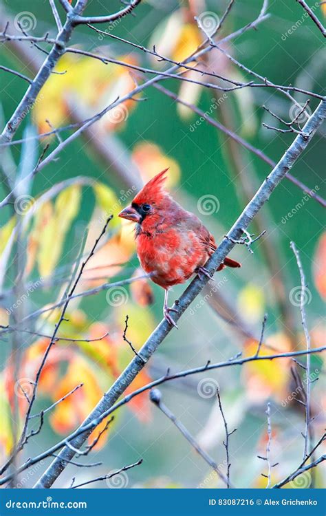 Northern Cardinal Cardinalis Cardinalis Perched On A Branch Stock Photo