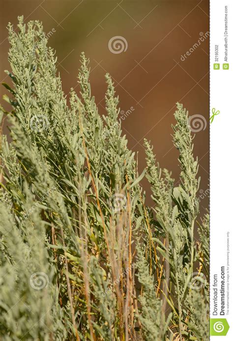 Close Up Of Sage Brush Plant In Desert Stock Photo Image Of Sage