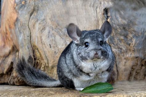 The 120 Best Chinchilla Names Of 2021 - We're All About Pets